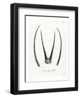 Arabian Oryx Horns-null-Framed Premium Giclee Print