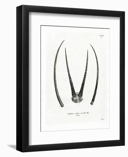 Arabian Oryx Horns-null-Framed Premium Giclee Print