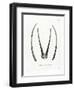 Arabian Oryx Horns-null-Framed Premium Giclee Print