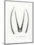 Arabian Oryx Horns-null-Mounted Premium Giclee Print