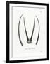 Arabian Oryx Horns-null-Framed Giclee Print