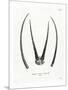Arabian Oryx Horns-null-Mounted Giclee Print