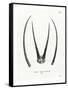 Arabian Oryx Horns-null-Framed Stretched Canvas