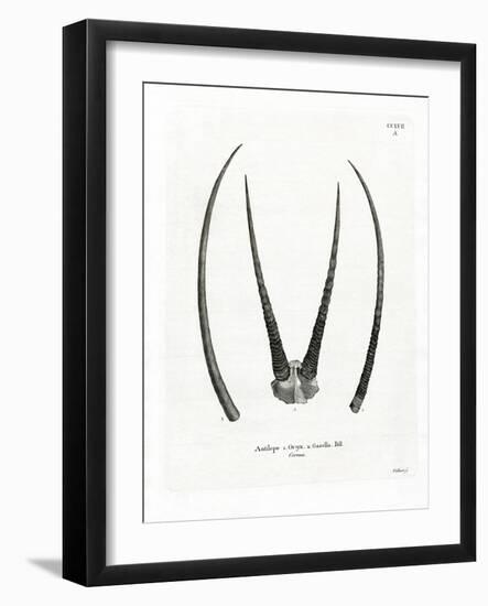 Arabian Oryx Horns-null-Framed Giclee Print