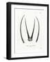 Arabian Oryx Horns-null-Framed Giclee Print