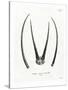 Arabian Oryx Horns-null-Stretched Canvas