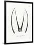 Arabian Oryx Horns-null-Framed Giclee Print