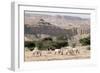 Arabian Oryx-Ake Lindau-Framed Photographic Print