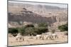 Arabian Oryx-Ake Lindau-Mounted Photographic Print
