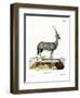 Arabian Oryx-null-Framed Giclee Print