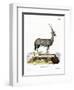 Arabian Oryx-null-Framed Giclee Print