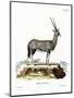 Arabian Oryx-null-Mounted Giclee Print