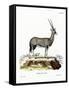 Arabian Oryx-null-Framed Stretched Canvas