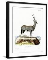 Arabian Oryx-null-Framed Premium Giclee Print