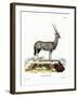 Arabian Oryx-null-Framed Premium Giclee Print