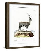 Arabian Oryx-null-Framed Giclee Print