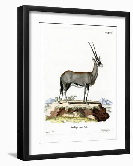 Arabian Oryx-null-Framed Giclee Print