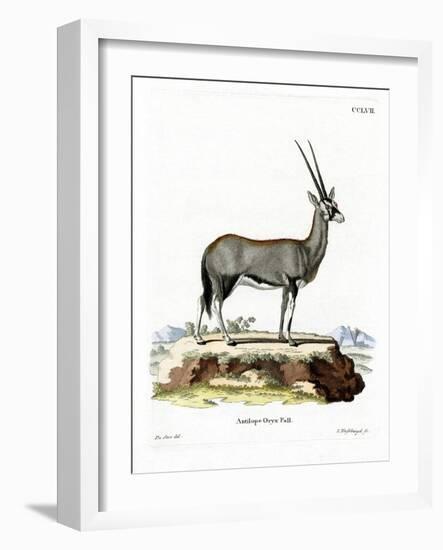 Arabian Oryx-null-Framed Giclee Print