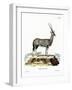 Arabian Oryx-null-Framed Giclee Print