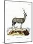 Arabian Oryx-null-Mounted Giclee Print