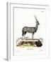 Arabian Oryx-null-Framed Giclee Print