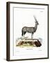 Arabian Oryx-null-Framed Giclee Print