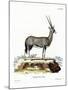 Arabian Oryx-null-Mounted Giclee Print