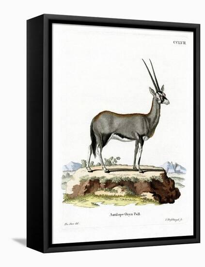 Arabian Oryx-null-Framed Stretched Canvas