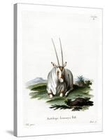 Arabian Oryx-null-Stretched Canvas