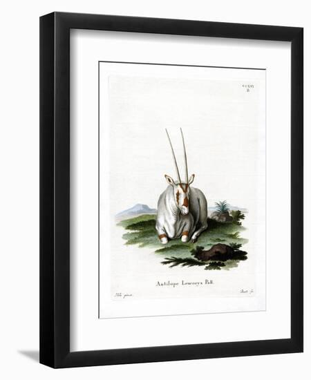 Arabian Oryx-null-Framed Giclee Print