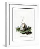 Arabian Oryx-null-Framed Giclee Print