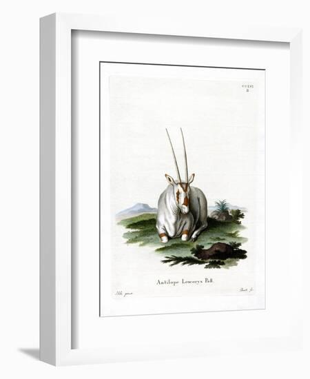 Arabian Oryx-null-Framed Giclee Print