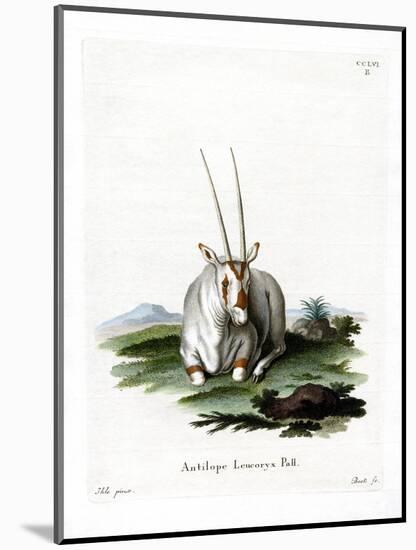 Arabian Oryx-null-Mounted Giclee Print