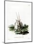 Arabian Oryx-null-Mounted Giclee Print