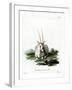 Arabian Oryx-null-Framed Giclee Print