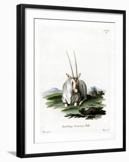 Arabian Oryx-null-Framed Giclee Print