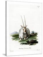 Arabian Oryx-null-Stretched Canvas