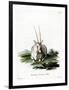 Arabian Oryx-null-Framed Giclee Print