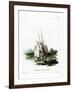 Arabian Oryx-null-Framed Giclee Print