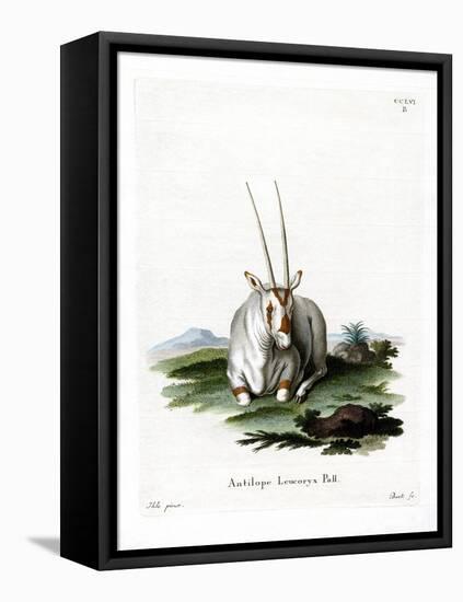 Arabian Oryx-null-Framed Stretched Canvas