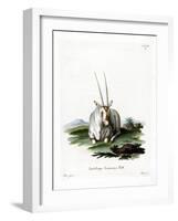 Arabian Oryx-null-Framed Giclee Print