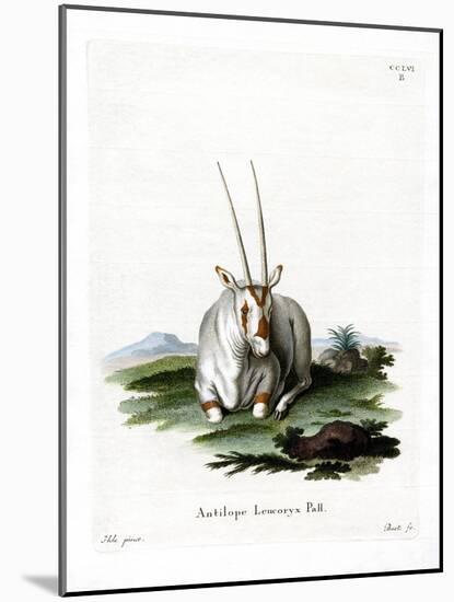 Arabian Oryx-null-Mounted Giclee Print