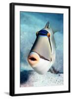 Arabian Picasso Triggerfish-Georgette Douwma-Framed Premium Photographic Print