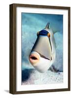 Arabian Picasso Triggerfish-Georgette Douwma-Framed Photographic Print