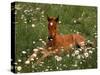Arabian Pony, Oregon, USA-Janis Miglavs-Stretched Canvas