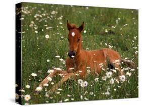 Arabian Pony, Oregon, USA-Janis Miglavs-Stretched Canvas