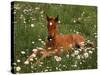 Arabian Pony, Oregon, USA-Janis Miglavs-Stretched Canvas