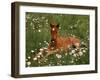 Arabian Pony, Oregon, USA-Janis Miglavs-Framed Photographic Print