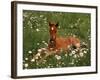 Arabian Pony, Oregon, USA-Janis Miglavs-Framed Photographic Print