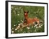 Arabian Pony, Oregon, USA-Janis Miglavs-Framed Photographic Print